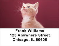Pretty In Pink Address Labels | LBBBA-73