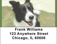 Border Collies Address Labels | LBBBA-86