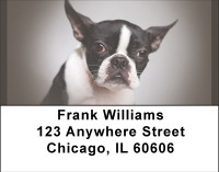 For Boston Terrier Lovers Address Labels | LBBBA-87