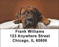Boxer Fun Address Labels | LBBBA-88