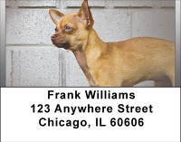 Chihuahua Mania Address Labels | LBBBA-92