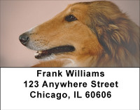 Cuddly Collie Address Labels | LBBBA-93