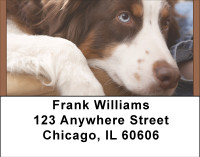 Australian Shepherd Address Labels | LBBBA-96
