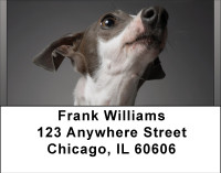 Graceful Greyhounds Address Labels | LBBBA-99