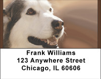 Huskie Admiration Address Labels | LBBBB-02