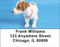Jack Russell Puppy Love Address Labels | LBBBB-04