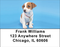 Jack Russell Puppy Love Address Labels | LBBBB-04