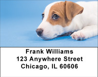 Jack Russell Puppy Love Address Labels | LBBBB-04