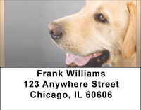 Beautiful Yellow Labs Address Labels | LBBBB-07
