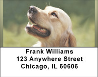 Beautiful Yellow Labs Address Labels | LBBBB-07