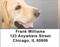 Beautiful Yellow Labs Address Labels | LBBBB-07