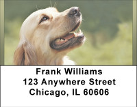 Beautiful Yellow Labs Address Labels | LBBBB-07