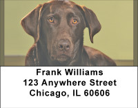 Chocolate Lab Alert Address Labels | LBBBB-08