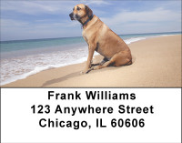 Beach Lab Address Labels | LBBBB-10
