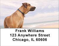 Beach Lab Address Labels | LBBBB-10