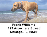 Beach Lab Address Labels | LBBBB-10