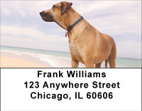 Beach Lab Address Labels | LBBBB-10