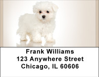 Maltese Madness Address Labels | LBBBB-13
