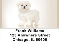 Maltese Madness Address Labels | LBBBB-13