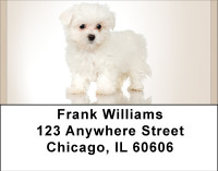 Maltese Madness Address Labels | LBBBB-13