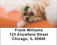 Pekingese Fun Address Labels | LBBBB-18