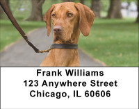 Loyal Hungarian Vizsla Address Labels | LBBBD-95