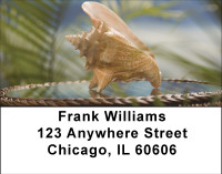 Shell Treasures Address Labels | LBBBE-03