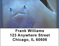 Stingrays On The Move Address Labels | LBBBE-04