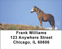 Wild Spanish Mustang Address Labels | LBBBE-12