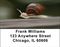 Home For Sale Address Labels | LBBBE-85