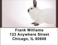 Magic Rabbit Address Labels | LBBBH-91