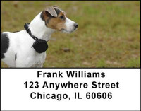 Jack Russell Terriers Address Labels | LBDOG-08
