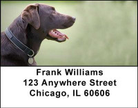 Chocolate Labradors Address Labels | LBDOG-09