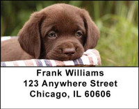 Chocolate Labradors Address Labels | LBDOG-09