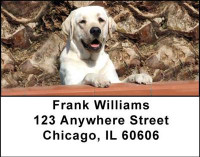Golden Labradors Address Labels | LBDOG-10