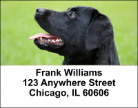 Black Labradors Address Labels | LBDOG-11