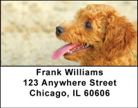 Toy Poodles Address Labels | LBDOG-21