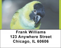 Parakeets In Paradise Address Labels | LBQBA-49