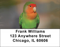 Parrot Party Address Labels | LBQBA-51