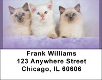 Feline Fancy Address Labels | LBQBA-88