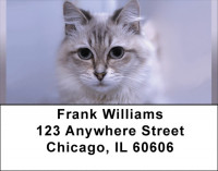 Feline Softness Address Labels | LBQBA-89