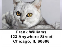 Feline Softness Address Labels | LBQBA-89