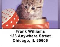 Kitten In A Box Address Labels | LBQBA-92