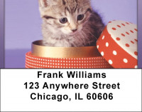 Kitten In A Box Address Labels | LBQBA-92