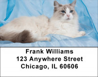 Kitty Blues Address Labels | LBQBA-93