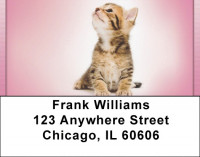 Playful Perky Kittens Address Labels | LBQBA-94