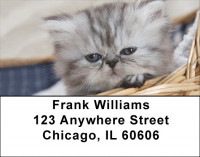Who Cares Address Labels | LBQBA-99