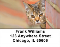 Who Cares Address Labels | LBQBA-99