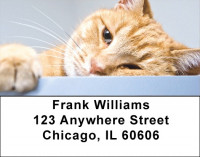 Who Cares Address Labels | LBQBA-99