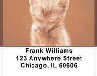 World Of Felines Address Labels | LBQBB-01